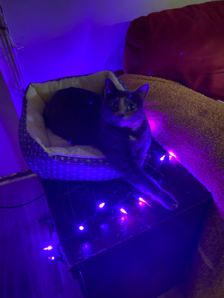 Catticus relaxing in her purple-lit cat bed