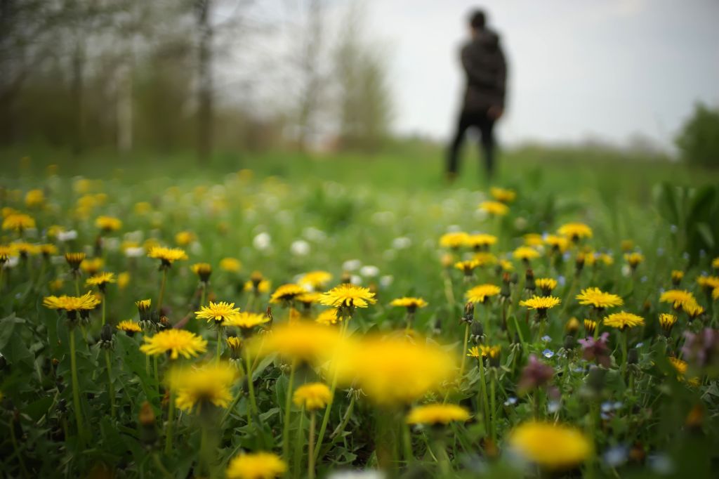 A photo of a field of dandelions with a person who is out of focus walking in the distance